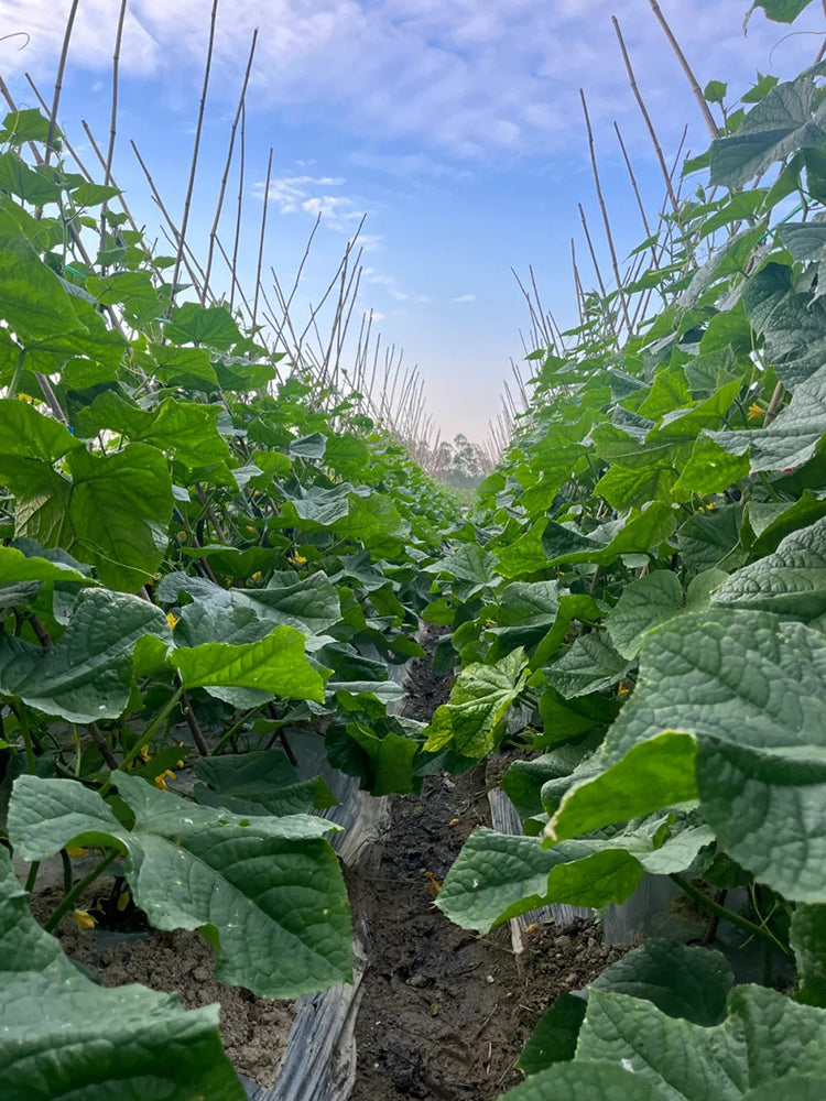 Boya 533 Cucumber