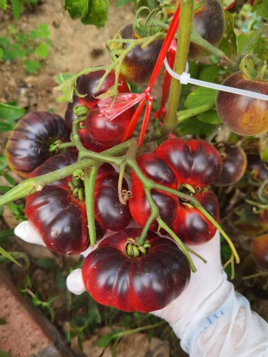 'Azure Giant' Tomato