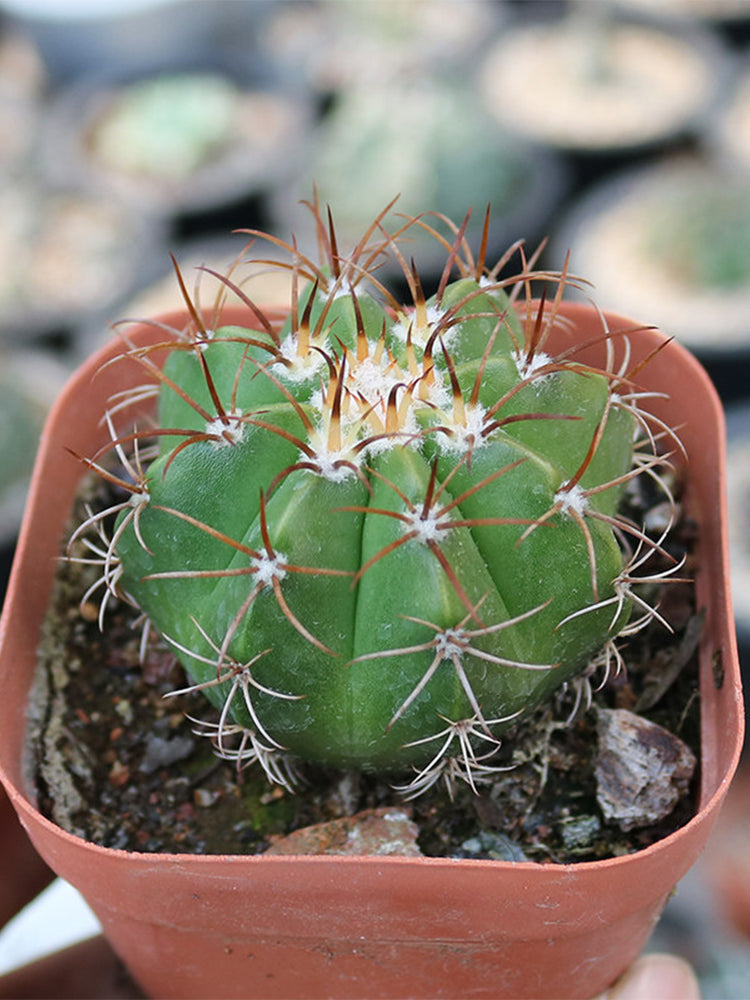 Melocactus matanzanus