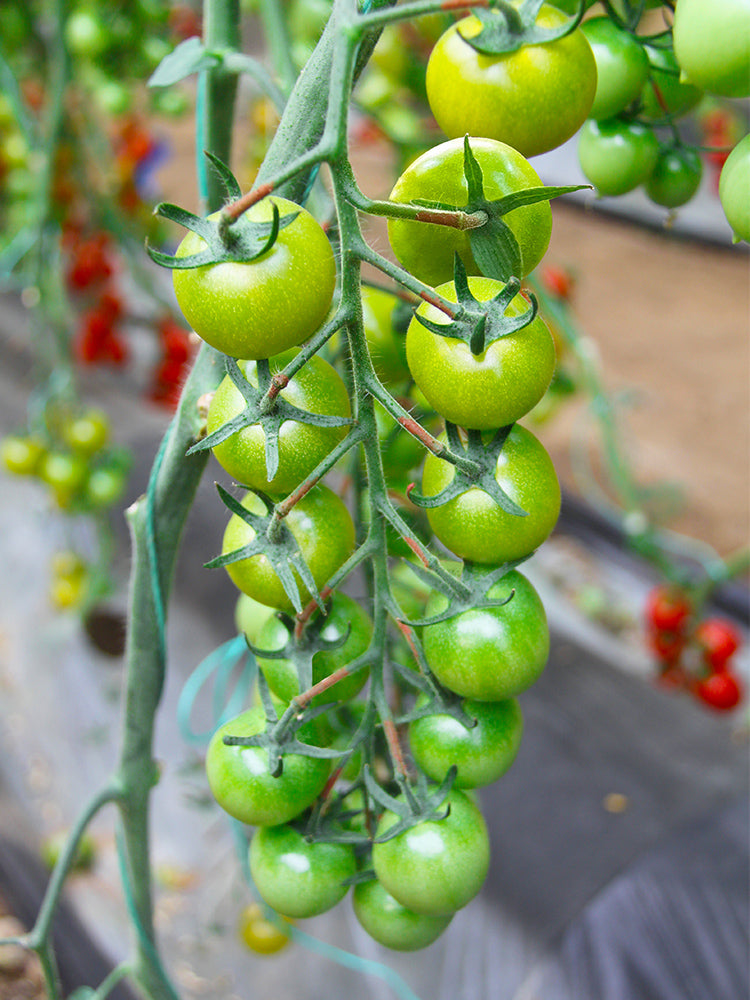 Dream Green Sweet No.2 Cherry Tomato