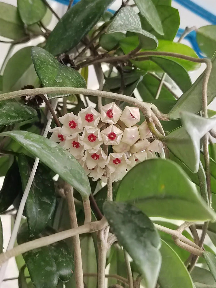 Hoya trinervia 'Splash' Unrooted Stem Cuttings
