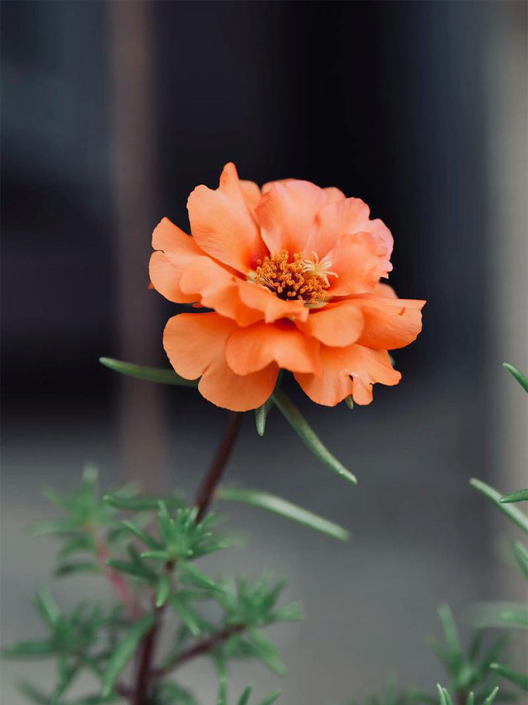 Hezhichun Orange Moss-Rose Purslane