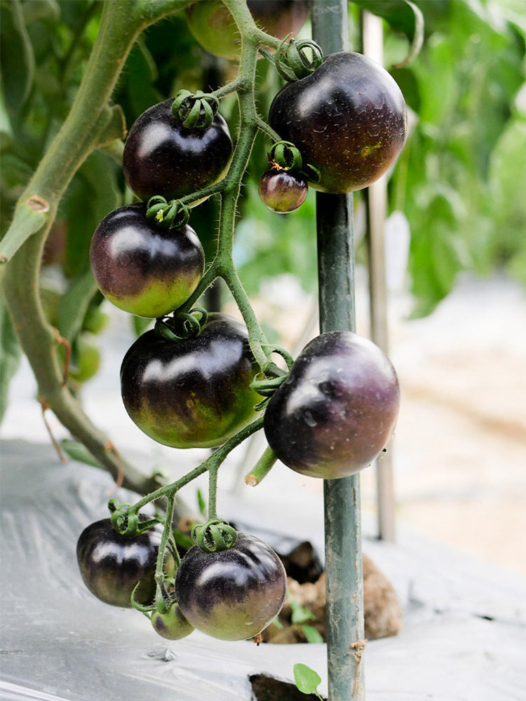 Obsidian Tomato