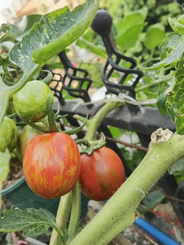 Colorful Roman Fruit Tomato