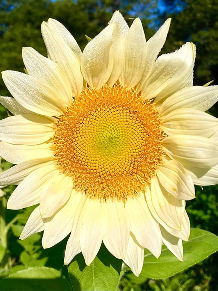 'White Moonlight' Sunflower