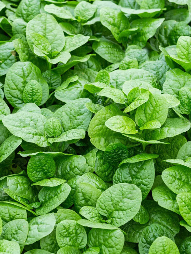 'Nongdianzan' Creamy Malabar Spinach