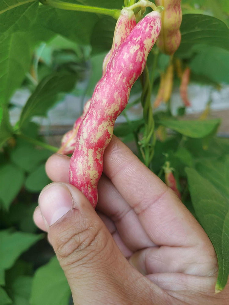 Dayu Red Golden Hook Snap Bean
