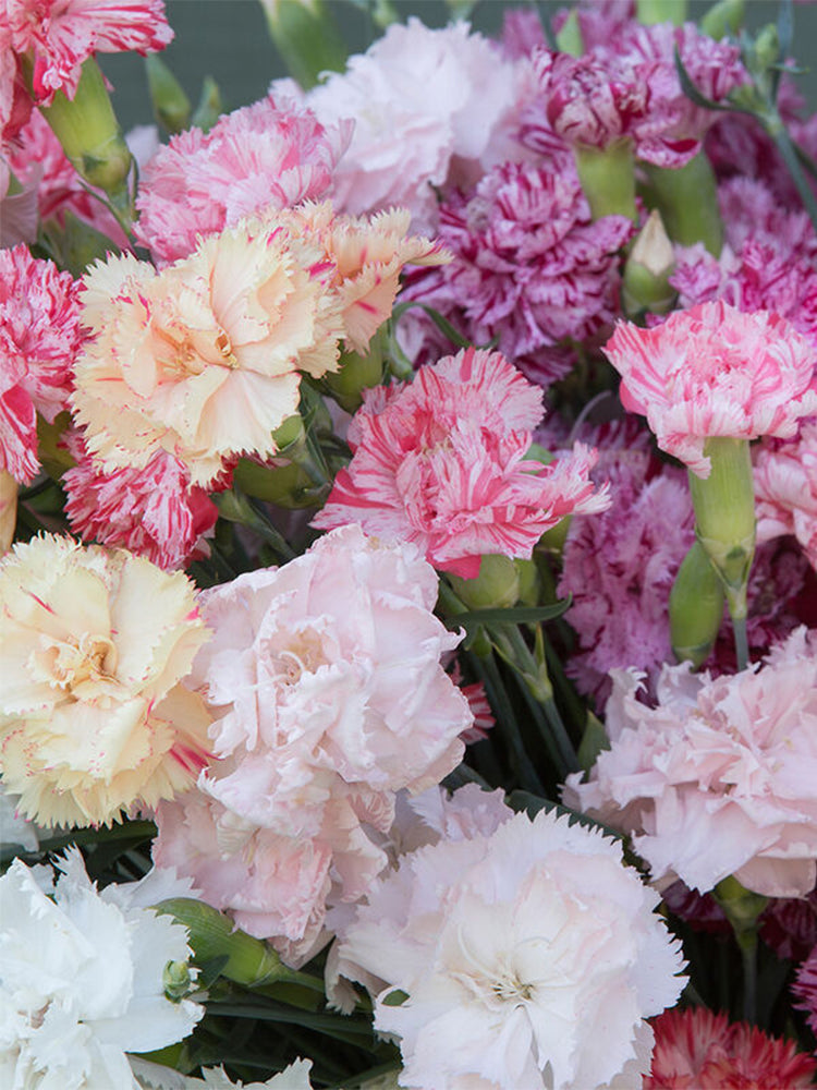 Chabaud Mixed Color Carnation