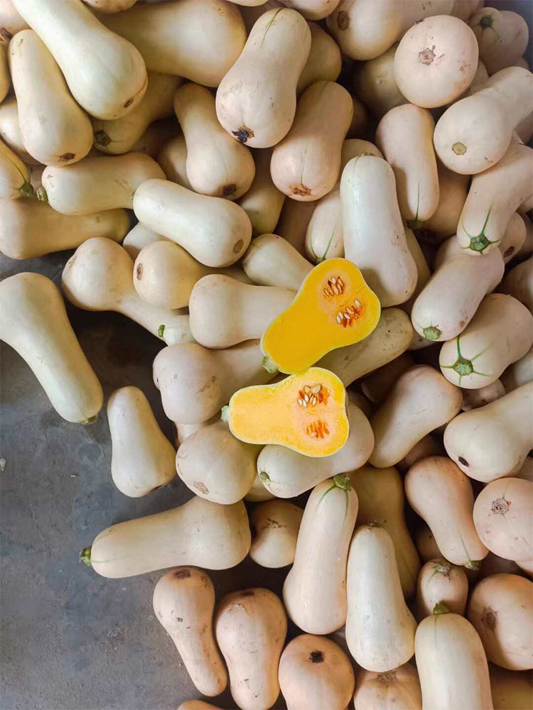 Cream Pumpkins