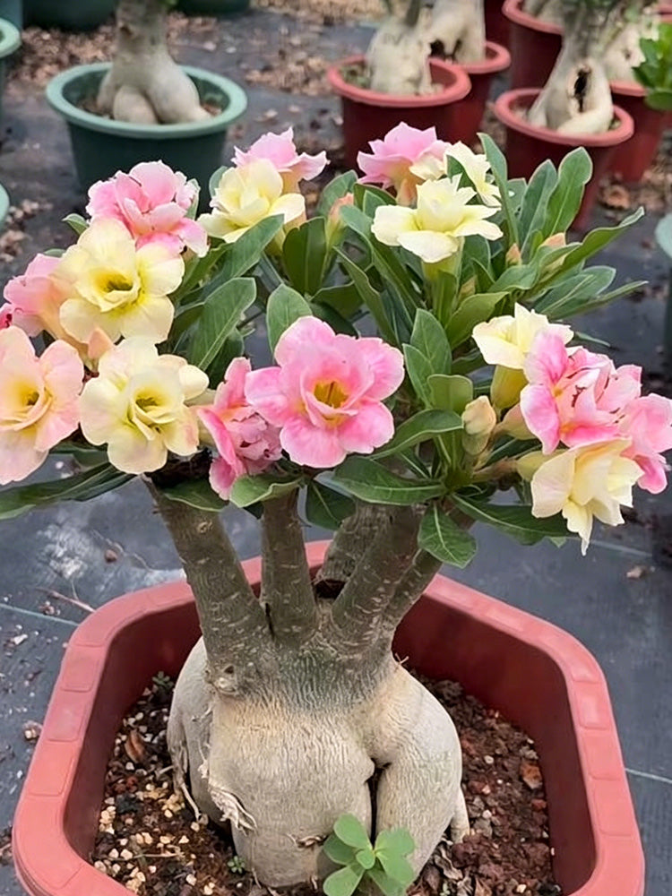 Desert Rose Mixed Colors