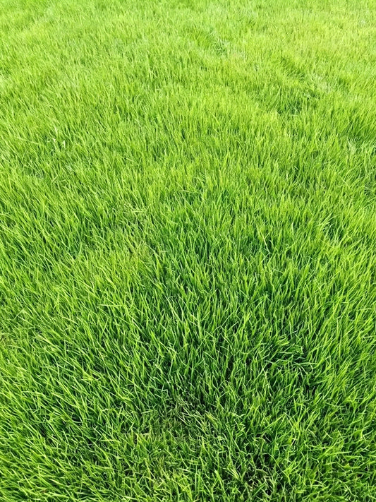 Purple Sheep Fescue
