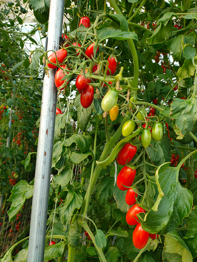 'Royal Pearl Peanut' Tomato