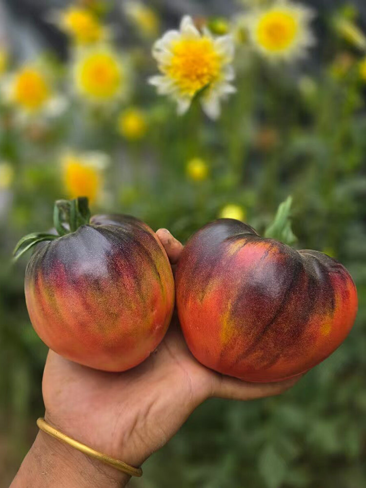 1067 Ghost Tomato