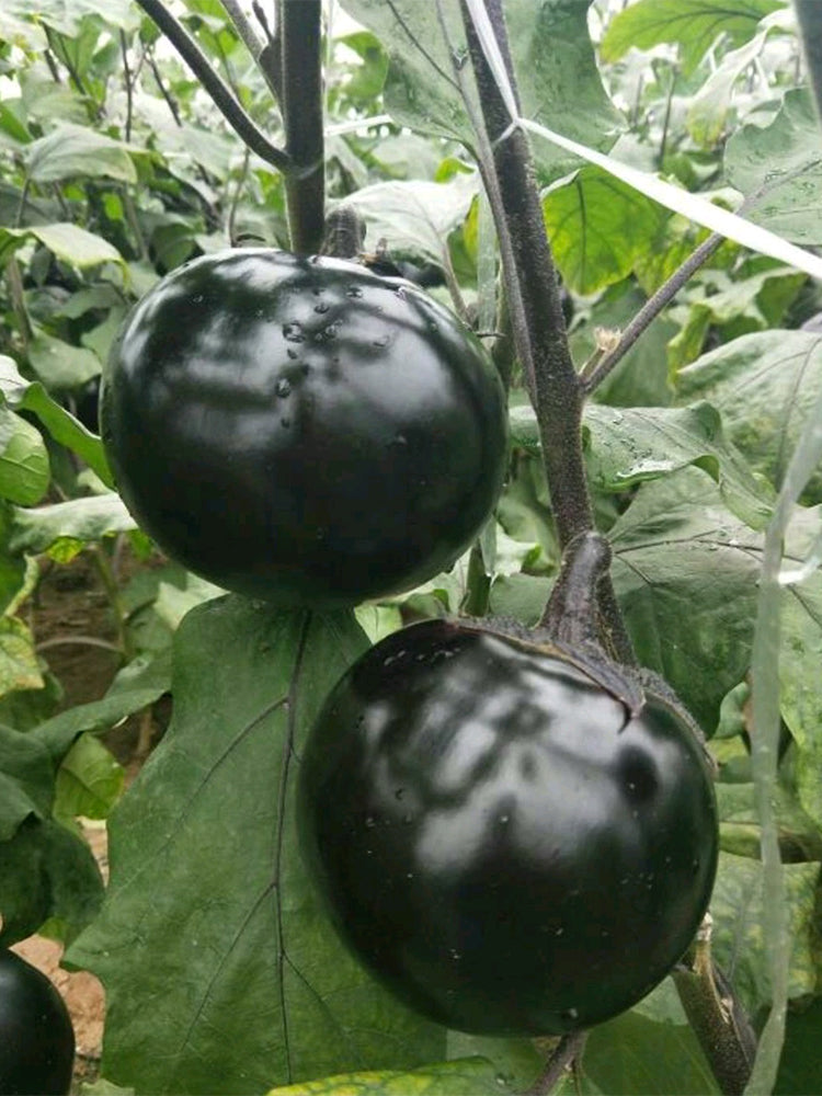 'Heiyuanshuai' Round Eggplant
