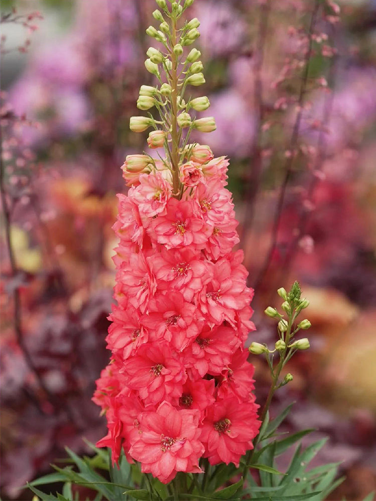 Red Rocket Larkspur