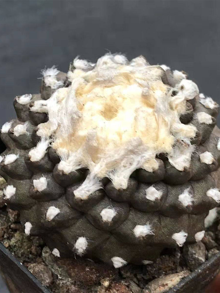 Copiapoa tenuissima f. monstruosa