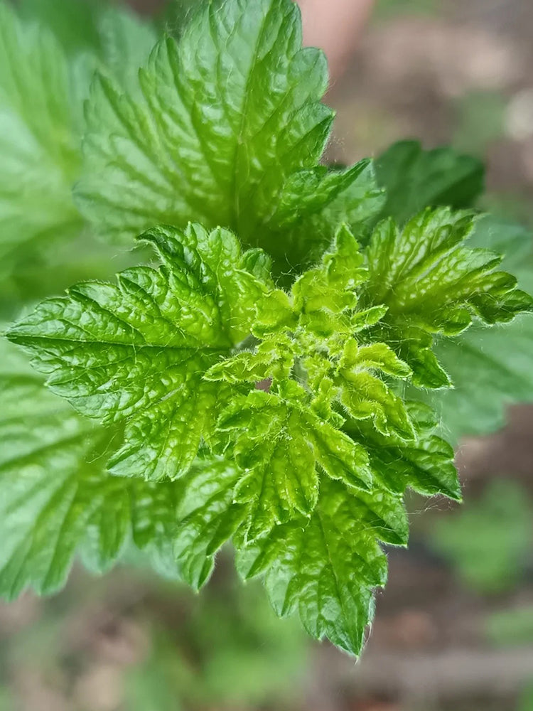 Green Gooseberry