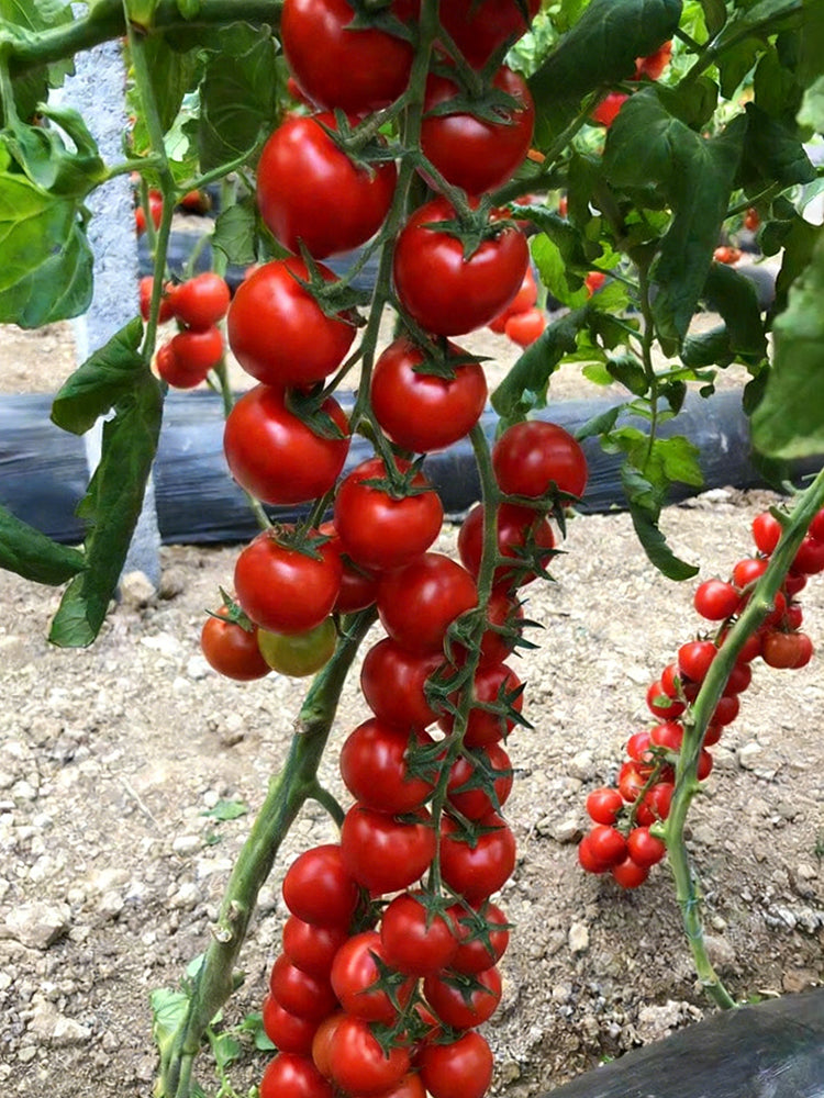 Pearl Falls Tomato