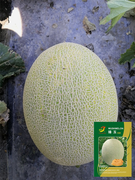 Zhenyu Sweet Melons