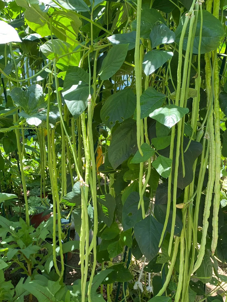 'Zhangtang King' Yardlong Bean
