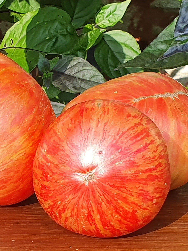 'Vintage Wine' Tomato