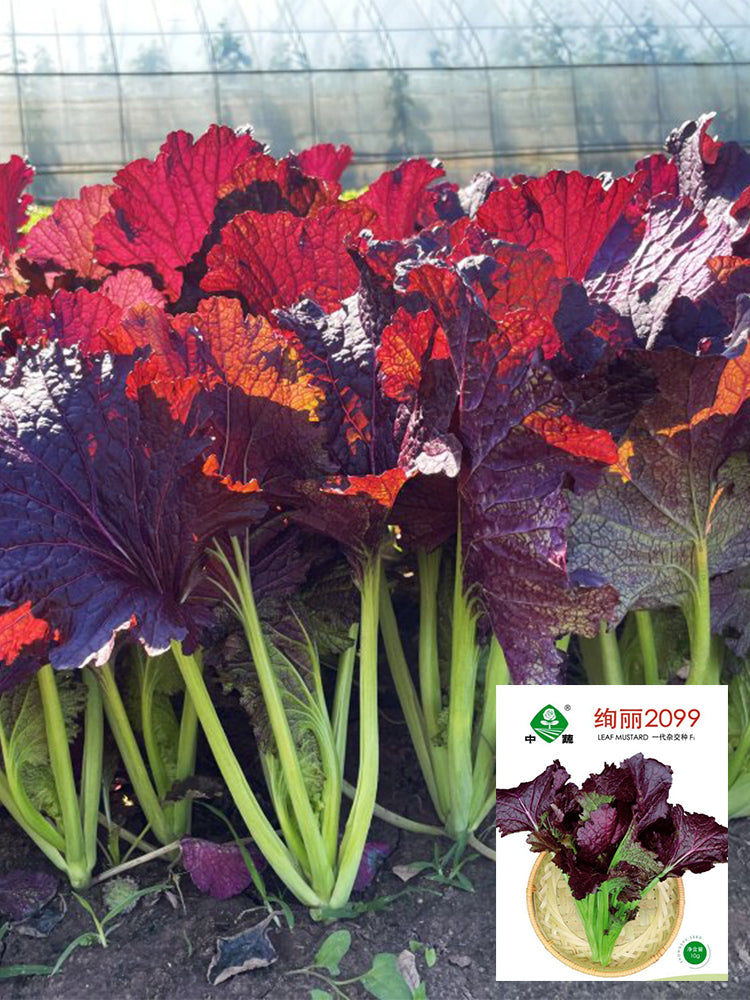 'Splendid 2099' Purple Leaf Mustard