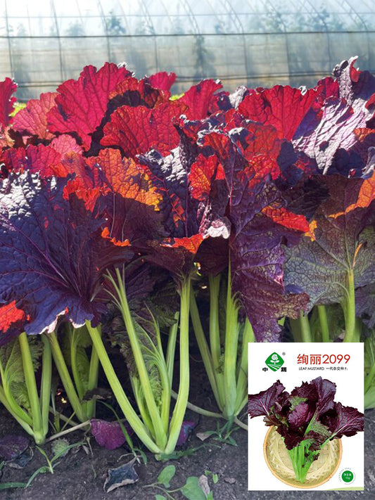 'Splendid 2099' Purple Leaf Mustard