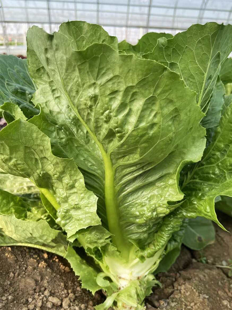 Romaine Lettuce