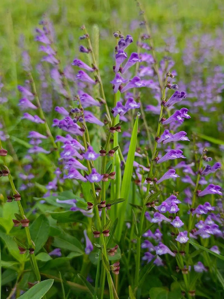 Barbed Skullcap
