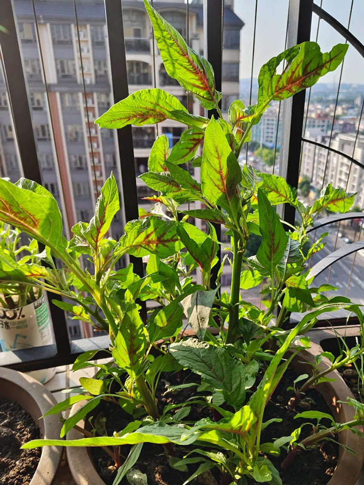 Willow-Leaf Red Amaranth