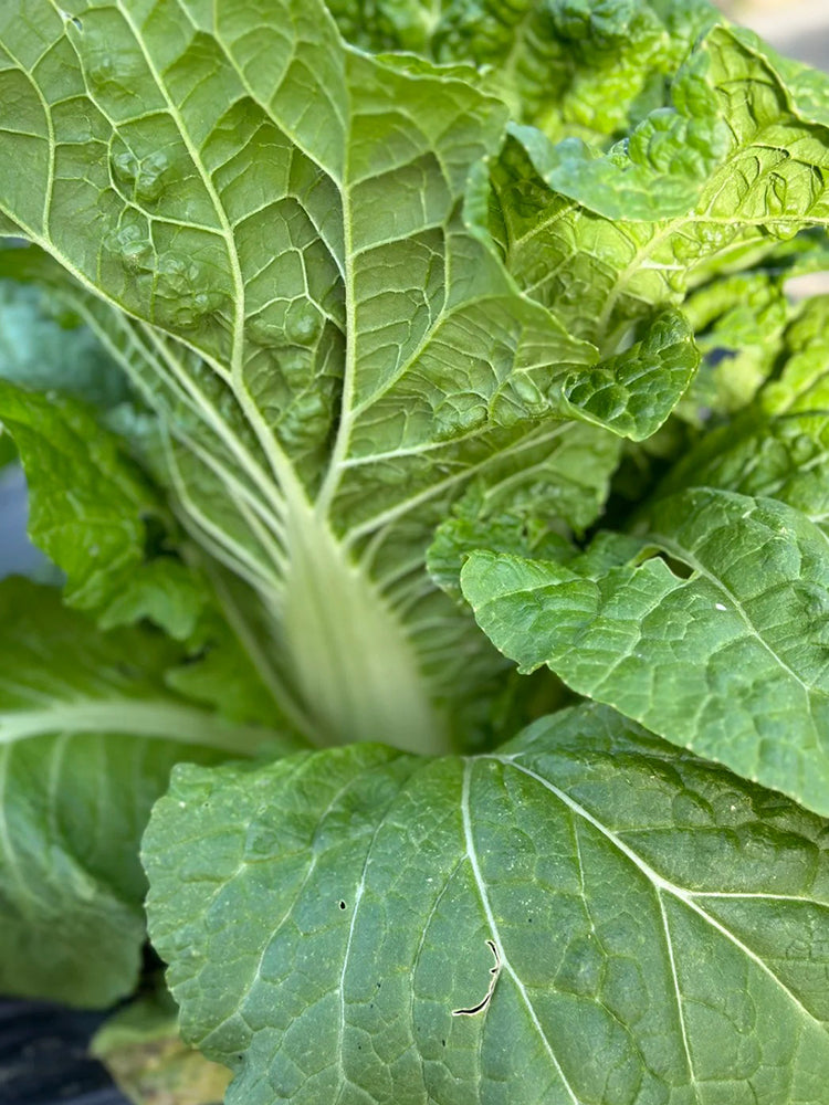 Early Royal Beijing Cabbage