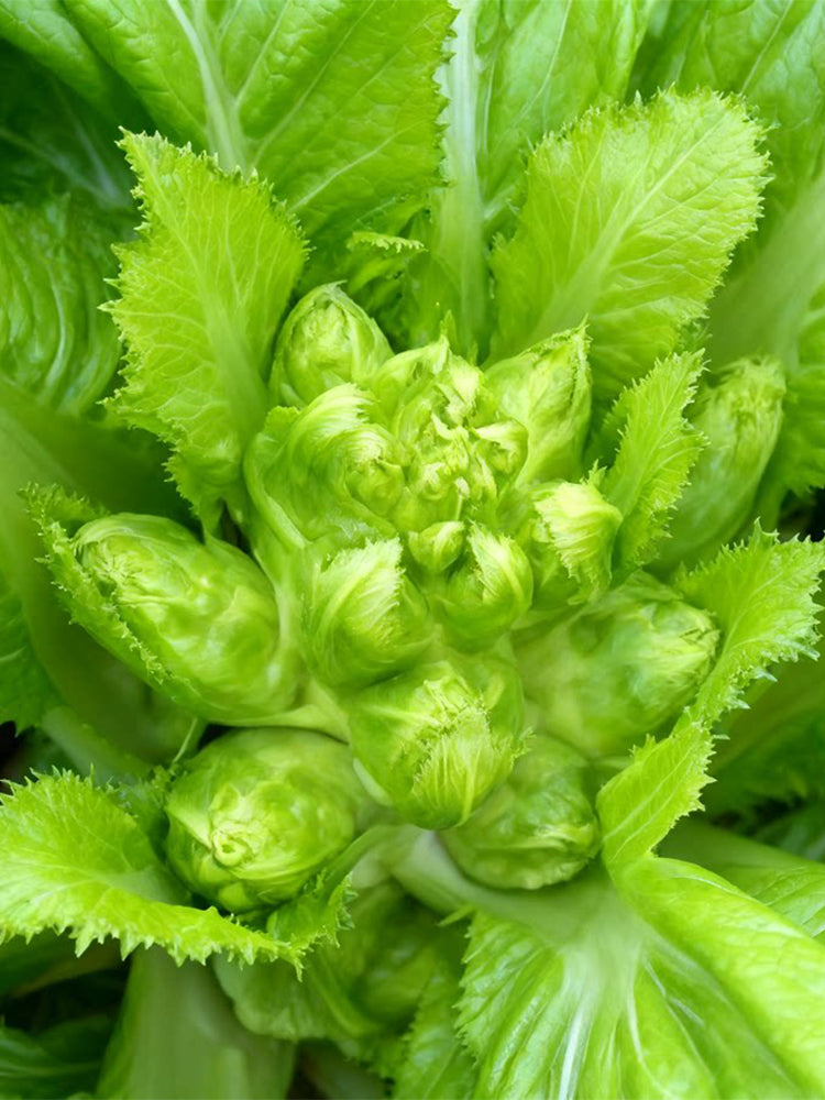 Keguang Baby Mustard Greens
