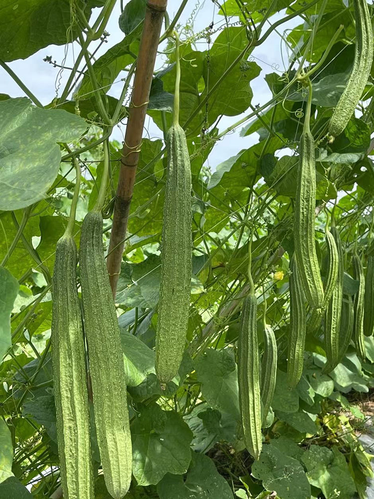 Jiemei Speckled Ridge Gourd