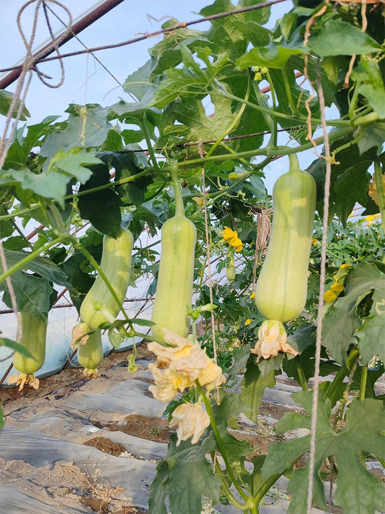 'Xiangyubai' Luffa