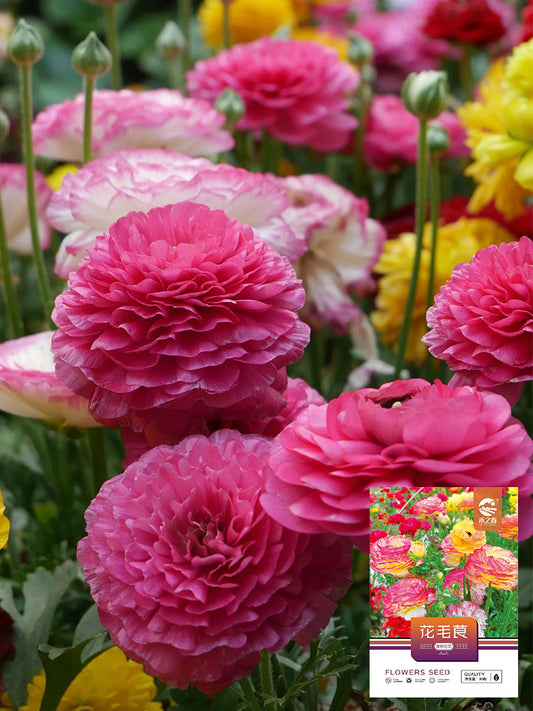 Hezhichun Ranunculus