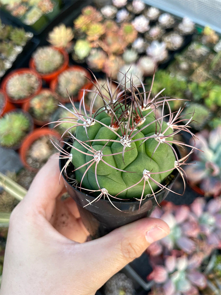 Gymnocalycium saglionis