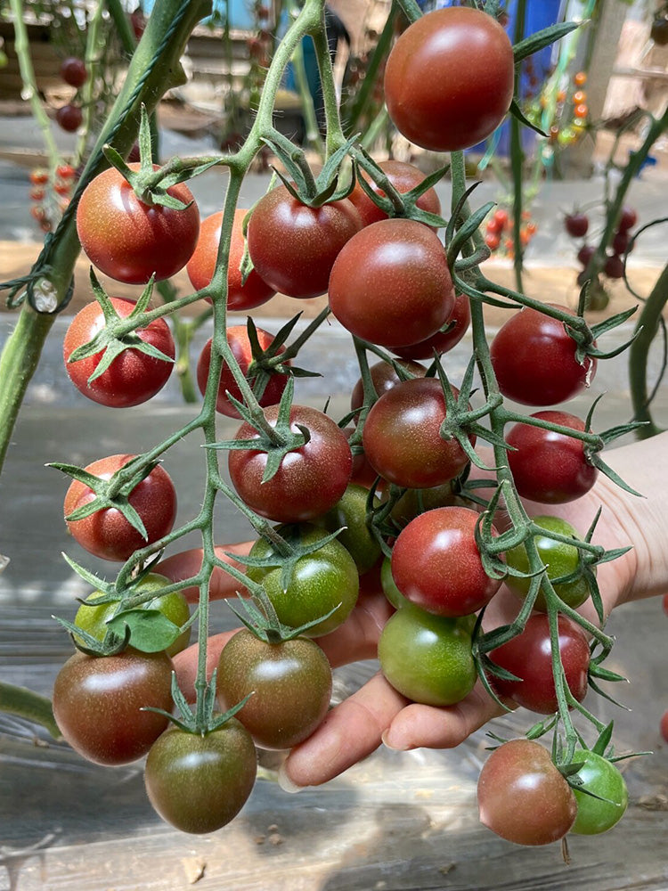 Dream Purple Cherry Tomato