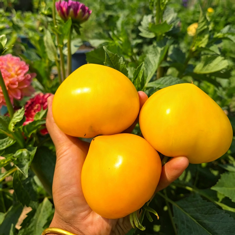 639 Anna Banana Russian Tomato