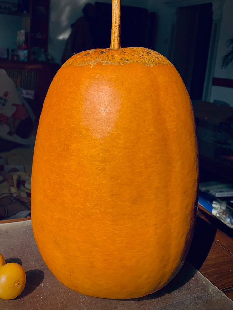 'Large Winter Melon' Gourd