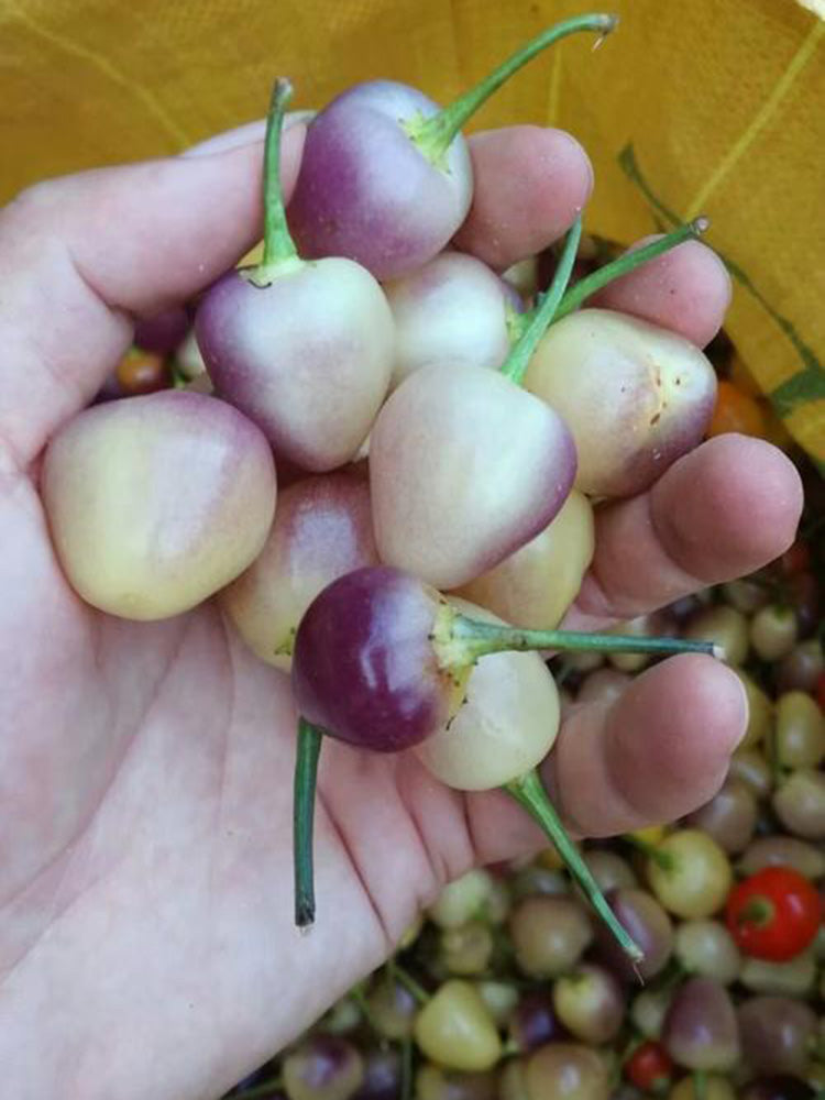 Seven-Colored Pickling Pepper