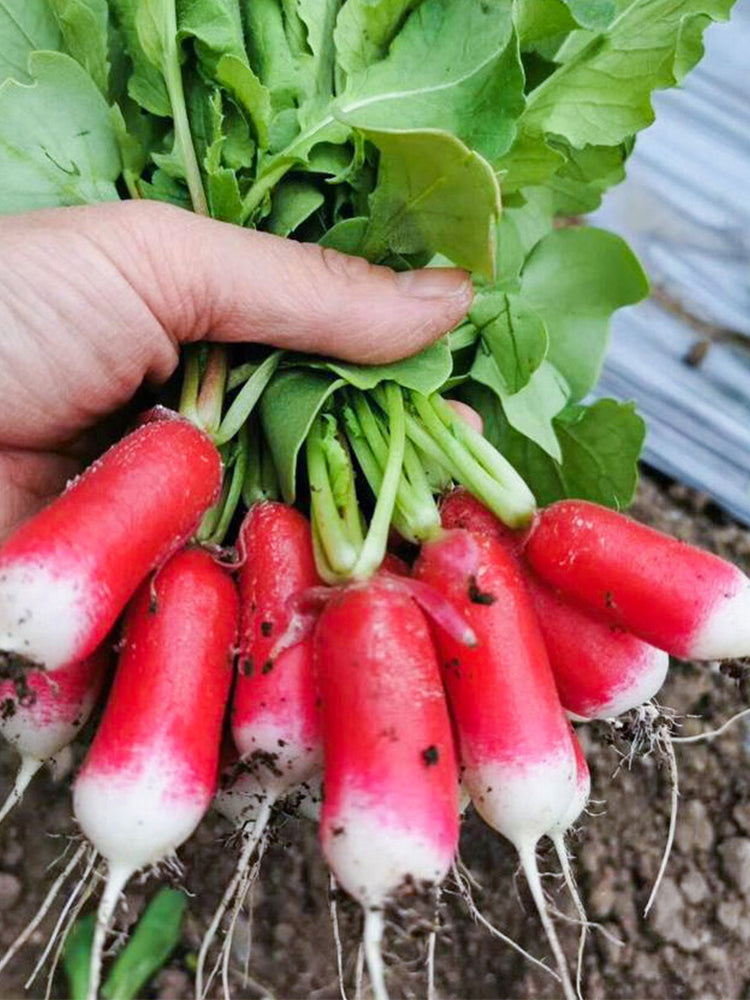 Thumb-sized Fruit Radish