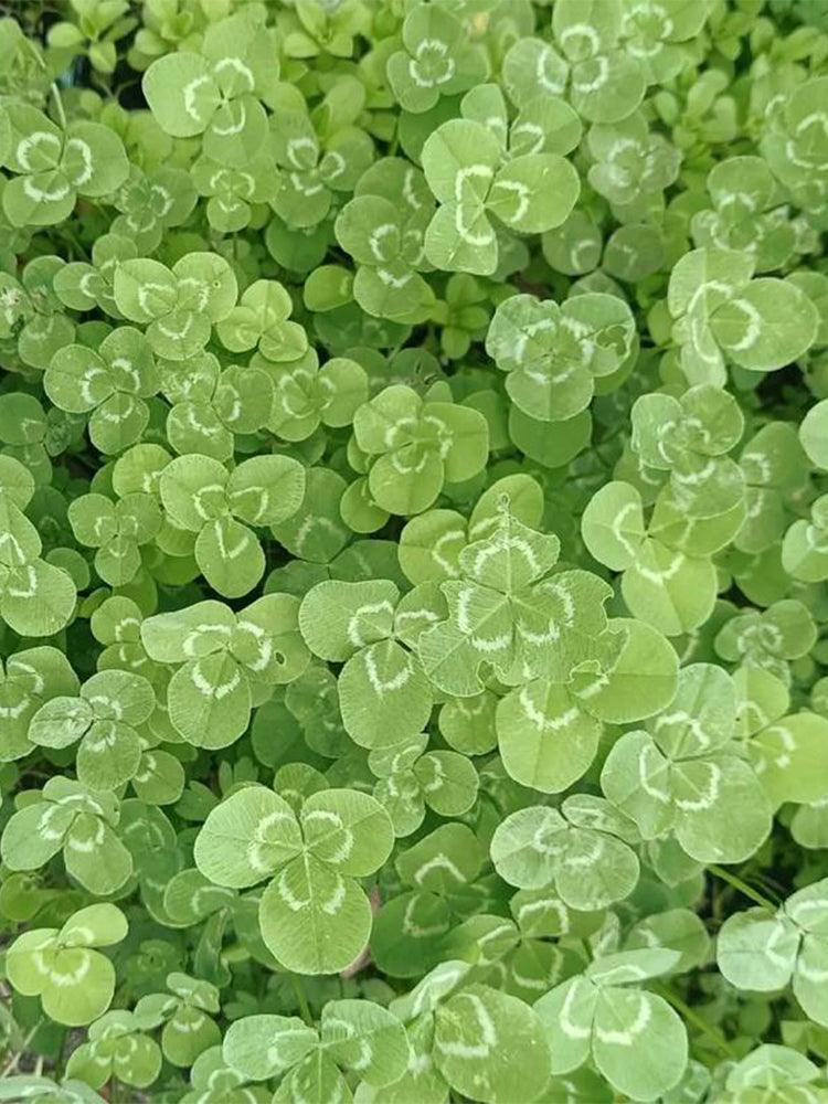 White Clover