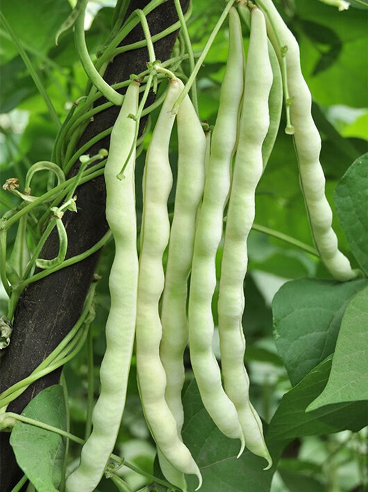 Baibulao White Kidney Beans