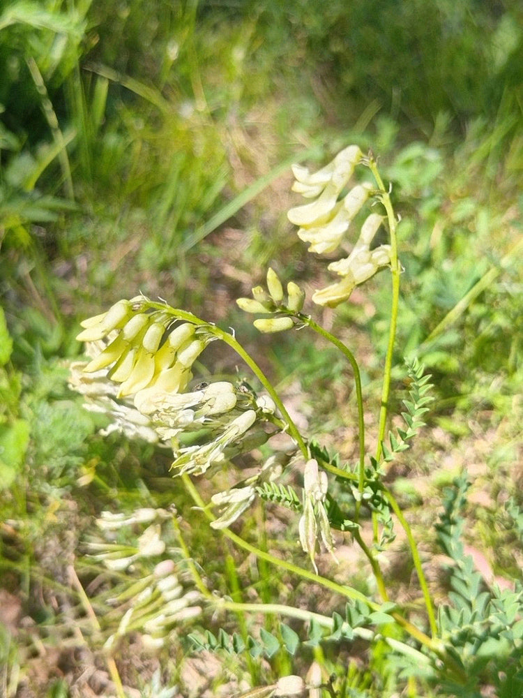 Huang Qi (Astragalus membranaceus)