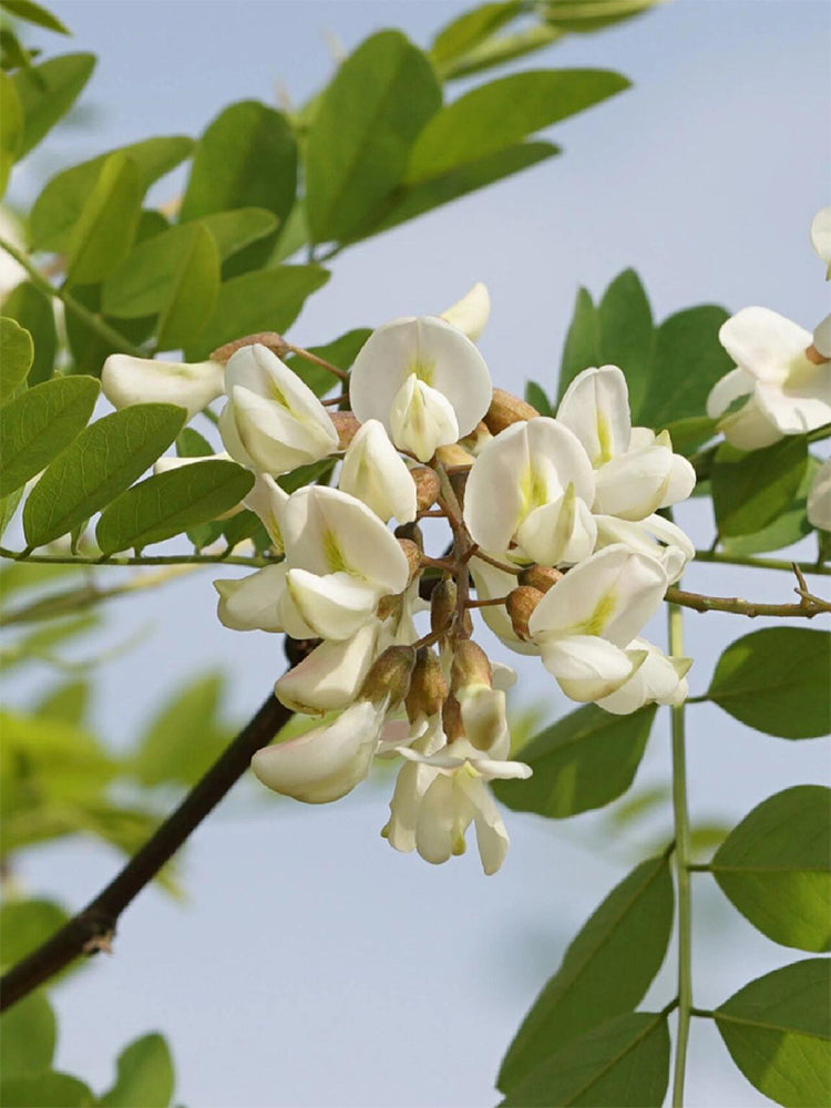 Black Locust
