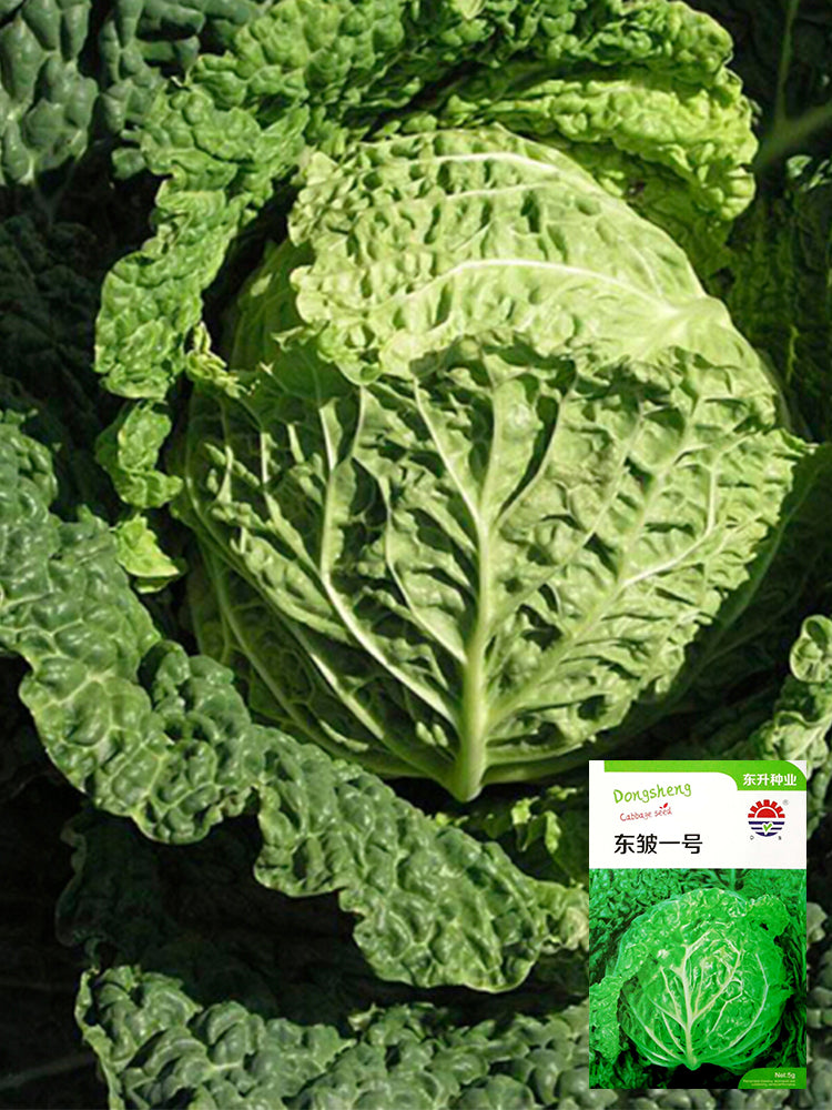 'Dongzhou No.1' Cabbage