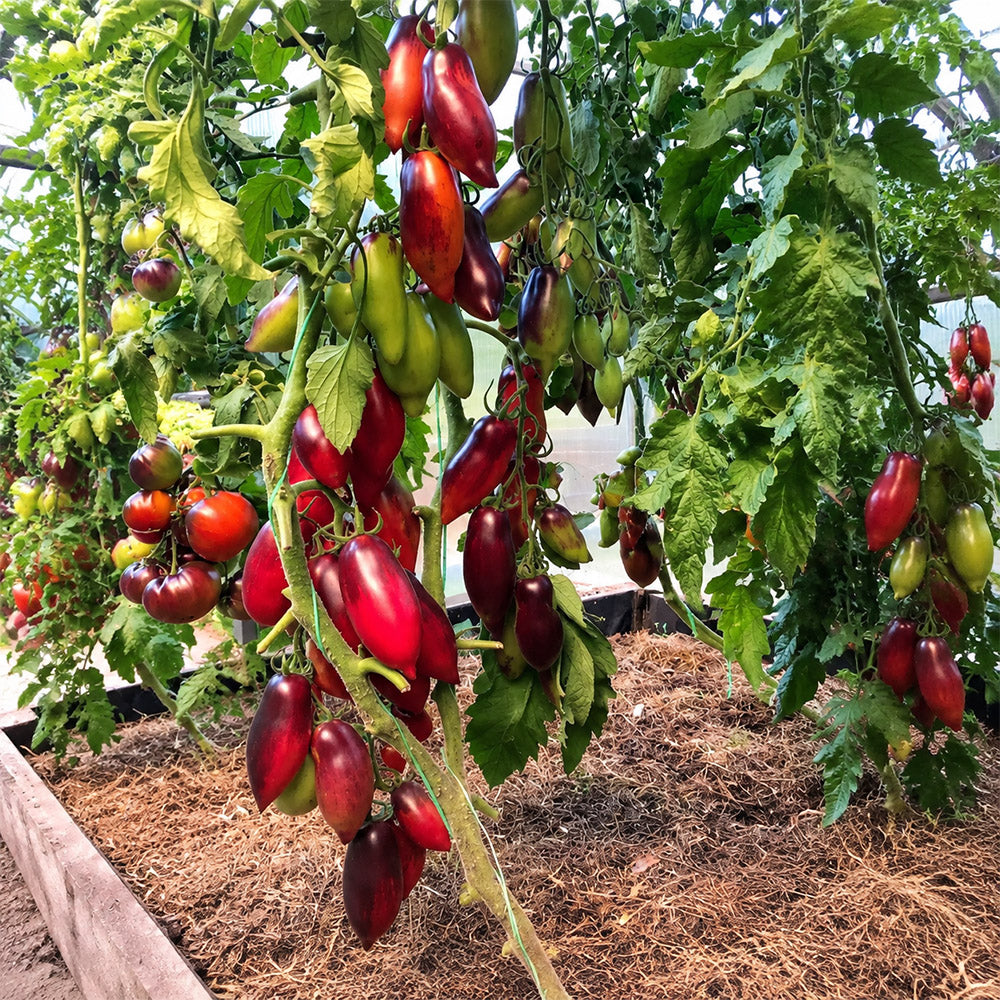 170 Cream Gourmet Tomato