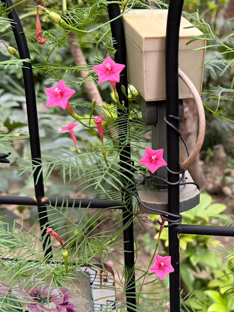 Pink Cypress Vine