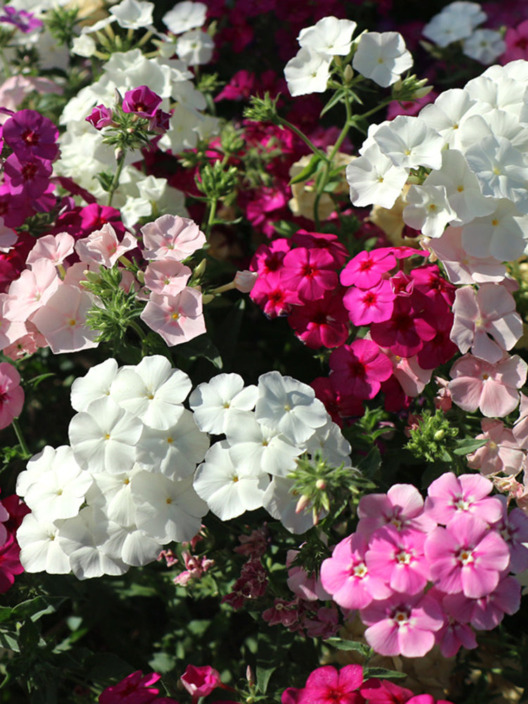 Phlox (Mixed Colors)