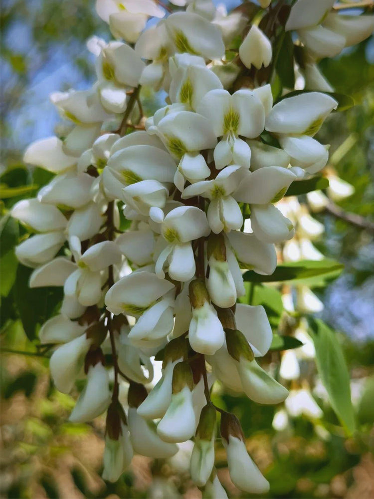 Black Locust